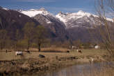 20080313_131616 Meretta presso il lago di Mezzola.jpg